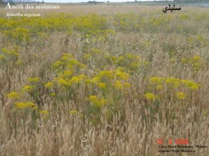 Aneth_des_moissons_dans_céréale1