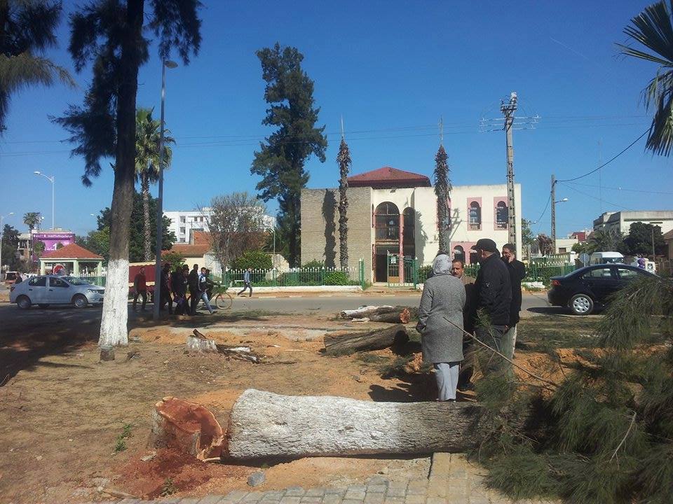 sauver nos arbres